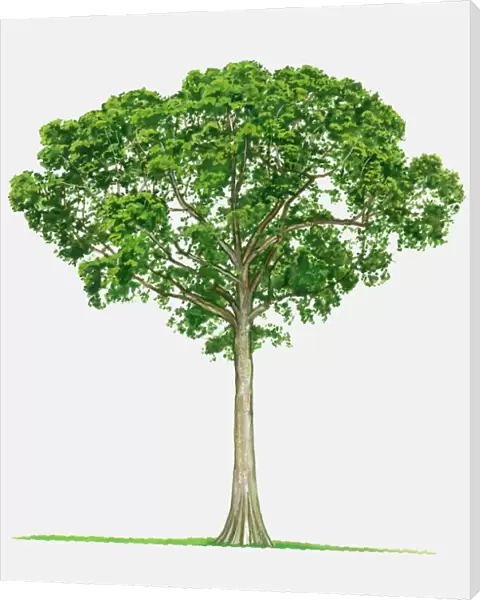 Illustration of Ceiba pentandra (Kapok), a tall tropical tree