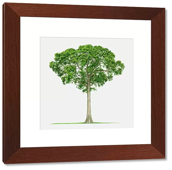 Illustration of Ceiba pentandra (Kapok), a tall tropical tree