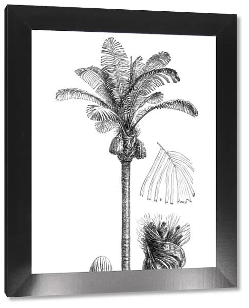 Sugar palm, arenga palm, areng palm, black-fiber palm, gomuti palm, aren, enau, irok, and kaong (arenga saccharifera)
