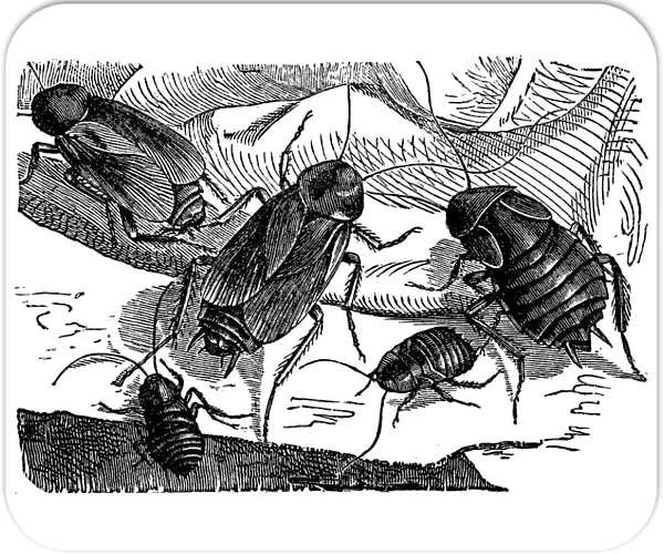 The cockroach (Periplaneta orientalis)