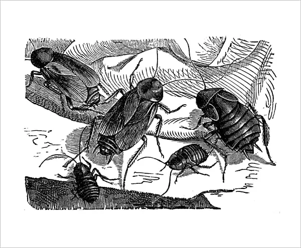 The cockroach (Periplaneta orientalis)