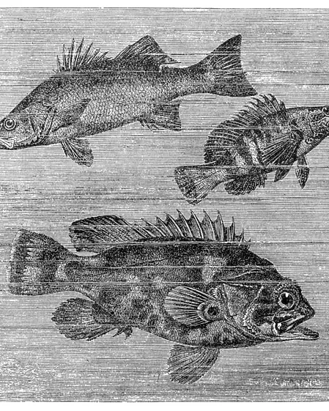 Seabass (Labrax lupus), painted comber (Serranus scriba) und Atlantic wreckfish (Polyprion cernuum)