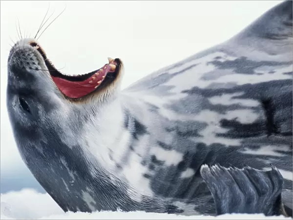 Weddell seal (Leptonychotes weddellii) yawning, close-up