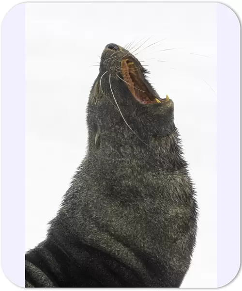 Southern fur seal bull, Antarctic Peninsula