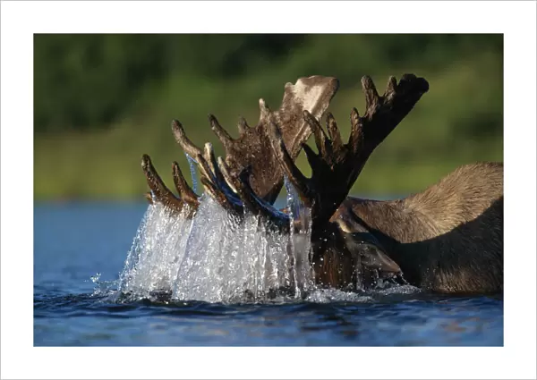 Moose bull (Alces alces) feeding on underwater vegetation