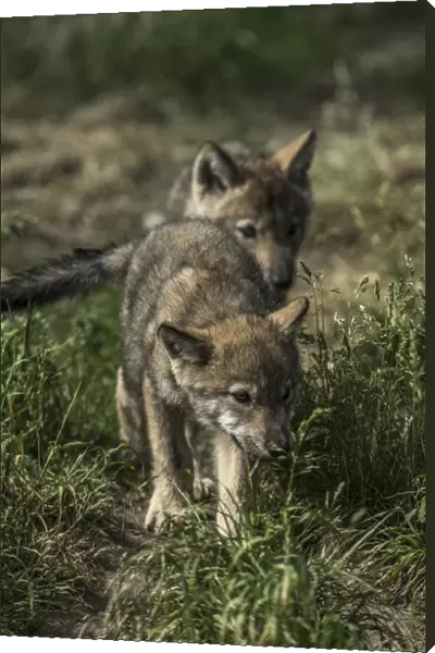 Timber Wolf Pups