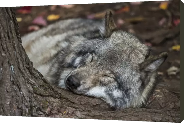 Nap Time. A Gray Wolf is taking a nap on the root of a tree