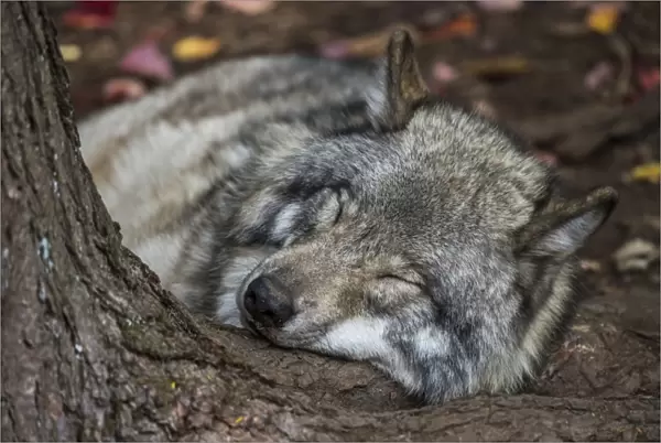 Nap Time. A Gray Wolf is taking a nap on the root of a tree