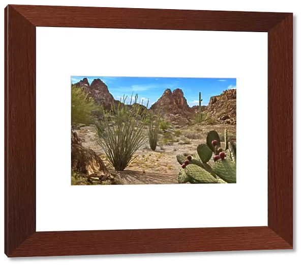 Desert Scene with cactus and mountains from Arizona