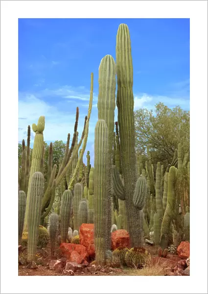 Saguaro Cactus Garden in Sonora Desert at Phoenix