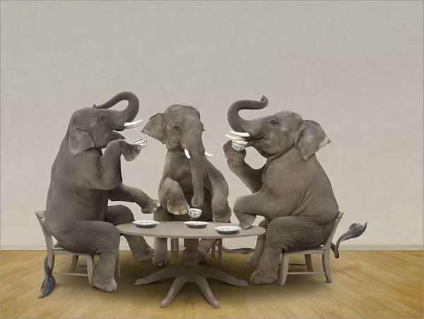Elephant Business Meeting