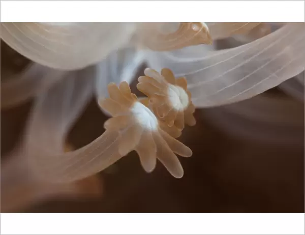 Palms. Soft coral tentacles. Underwater close-up