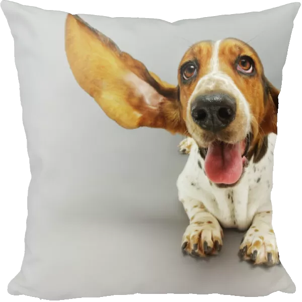 Basset Hound with Outstretched Ears