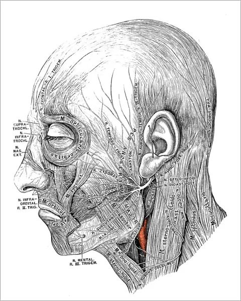 Human anatomy scientific illustrations: Facial nerve