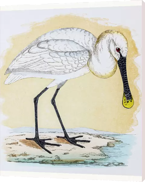 Spoonbill shorebird