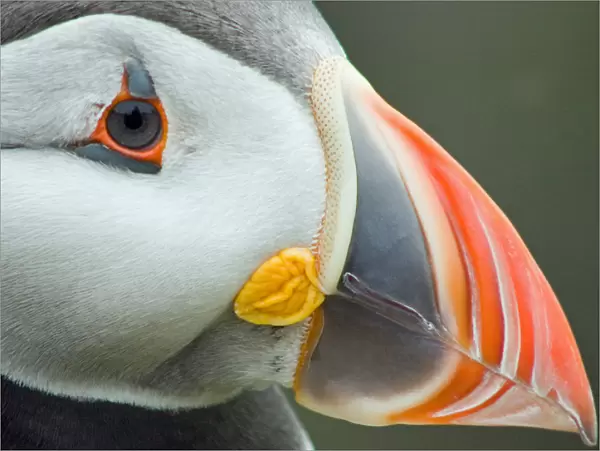 Tight. Close up of a puffin on the island of Lunga