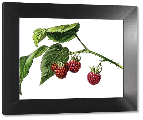 Raspberry. Antique illustration of a Medicinal and Herbal Plants
