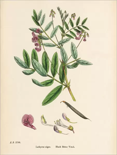 Black Bitter Vetch, Lathyrus niger, Victorian Botanical Illustration, 1863