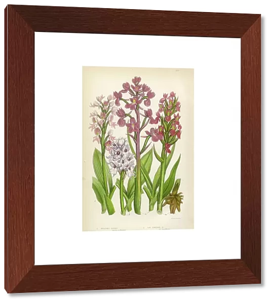 Orchid, Marsh Orchid, Military Orchid Victorian Botanical Illustration