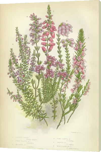 Heath, Heather, Ling, Scotland, Victorian Botanical Illustration