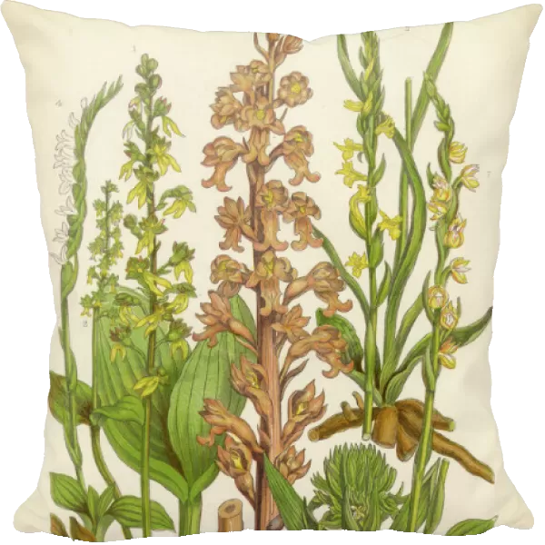 Orchid, Twayblade, Neottia, Listera, Ladyas Tresses, Spiranthes Victorian Botanical Illustration