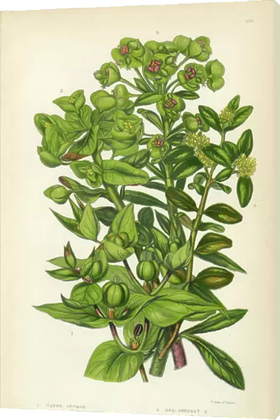 Euphorbia, Spurge, Caper Spurge, Wood Spurge, Capers, Victorian Botanical Illustration