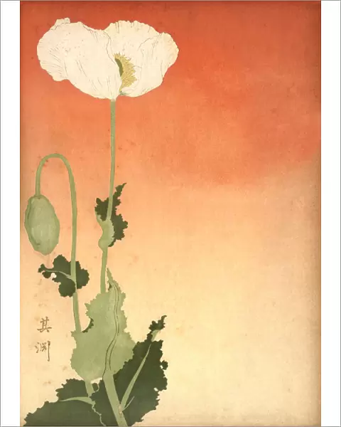 Japanese print of a white poppy, 19th Century