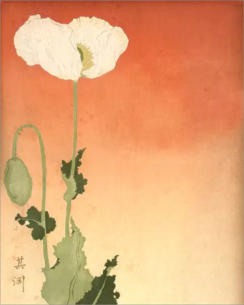 Japanese print of a white poppy, 19th Century