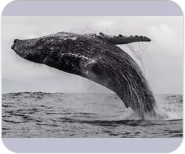 Humpback whale breaching off the coast of Langebaan, South Africa