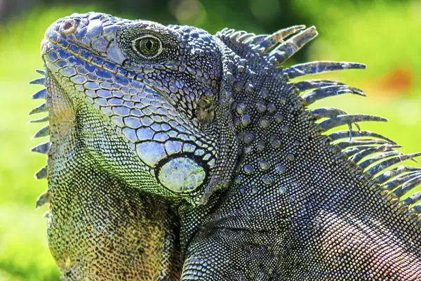 male green iguana iguana Iguana