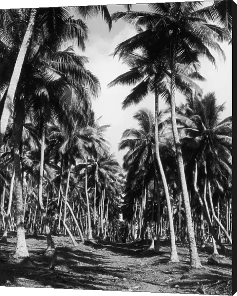 Coconut Grove