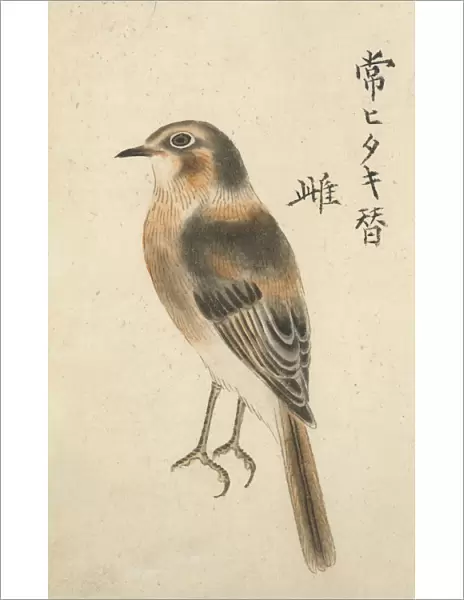 Chinese Female Fly Catcher