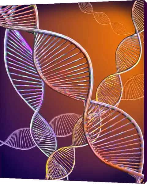 DNA strands, illustration