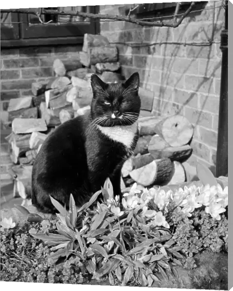 Black Cat. A black and white cat sitting amongst the first crocuses of spring