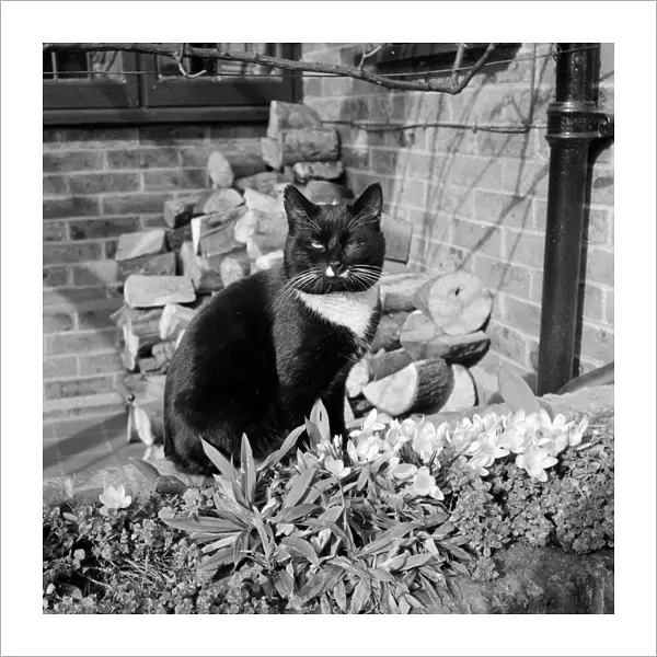 Black Cat. A black and white cat sitting amongst the first crocuses of spring