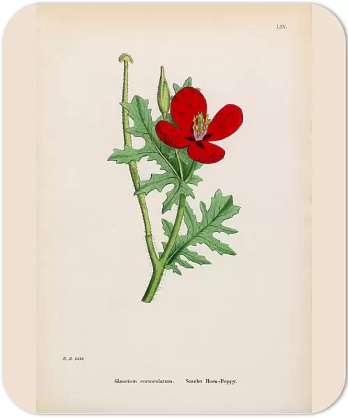 Scarlet Horn Poppy, Glaucium corniculatum, Victorian Botanical Illustration, 1863