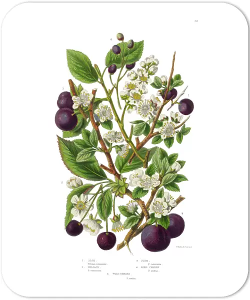 Plum, Cherry, Sloe and Bullace Victorian Botanical Illustration