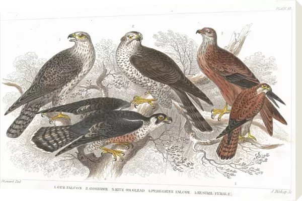 Beak, Bird, Bird of Prey, Carnivore, Claw, Falcon, Feather, Forest, Gerfalcon, Goshawk