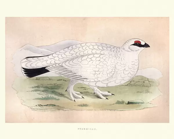 Natural history, Birds, Ptarmigan
