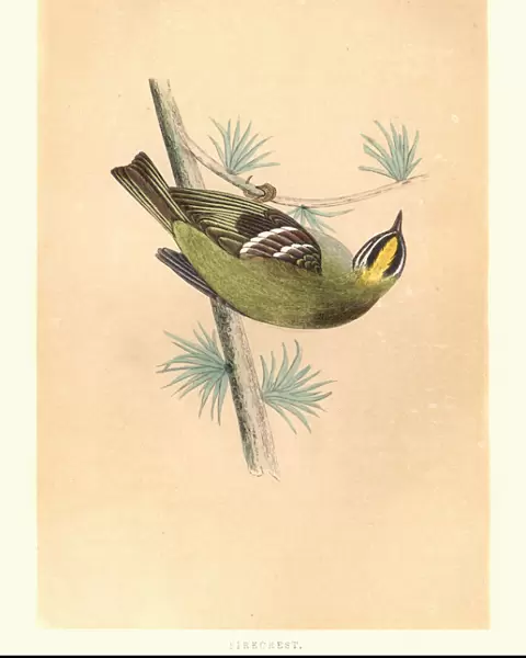 Natural history, Birds, common firecrest (Regulus ignicapilla)