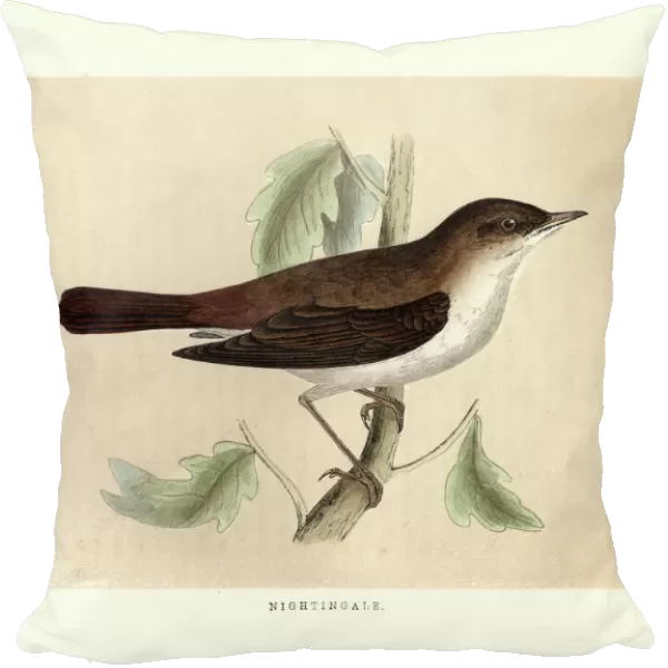 Natural History, Birds, Nightingale (Luscinia megarhynchos)