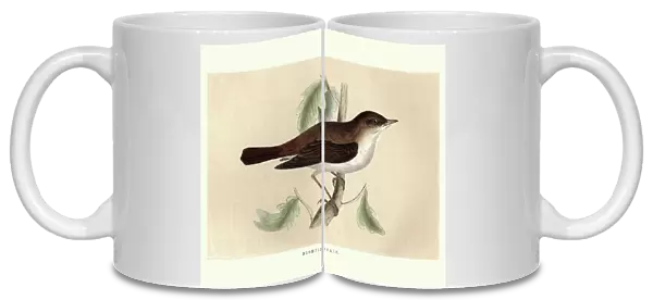 Natural History, Birds, Nightingale (Luscinia megarhynchos)
