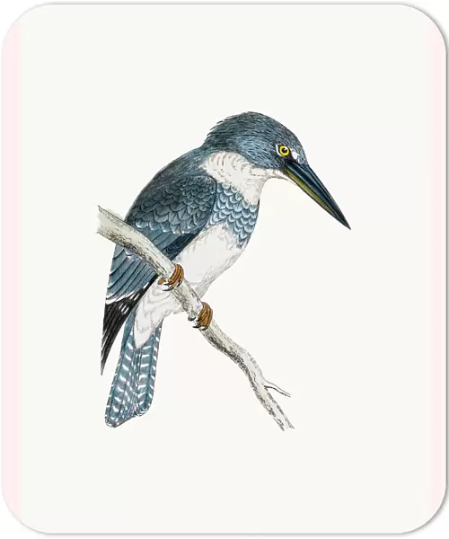 Belted kingfisher bird