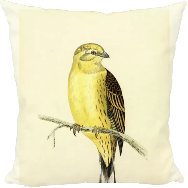 Natural History Birds - Yellowhammer (Emberiza citrinella)