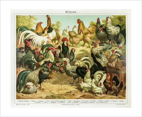 Chicken poultry engraving 1895