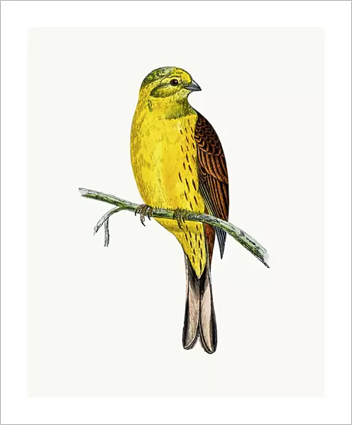 Yellow Hammer bird