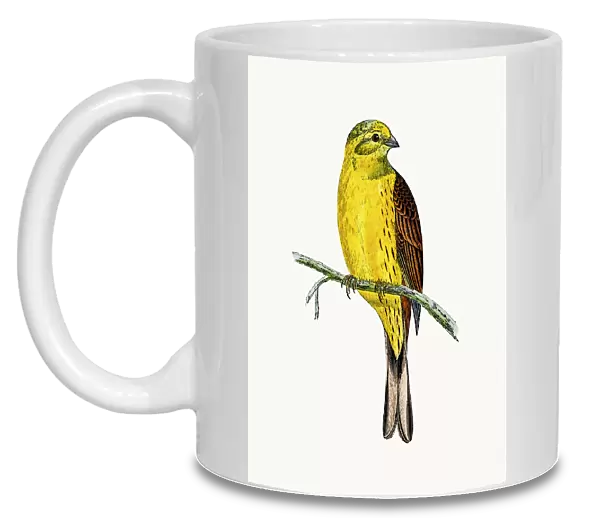 Yellow Hammer bird