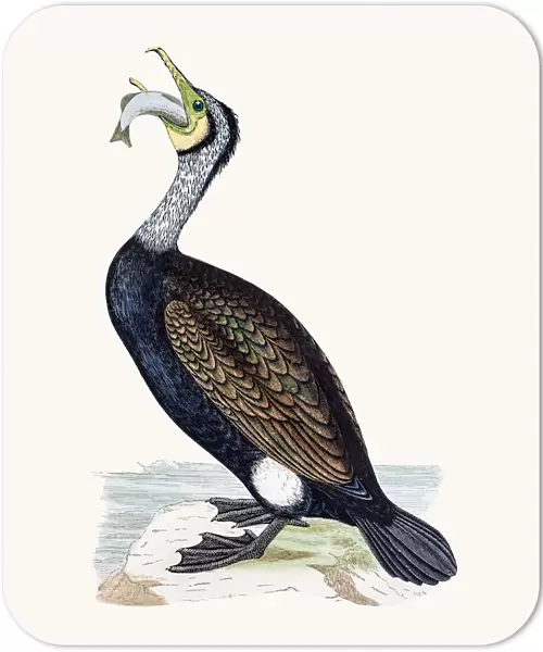 Cormorant bird