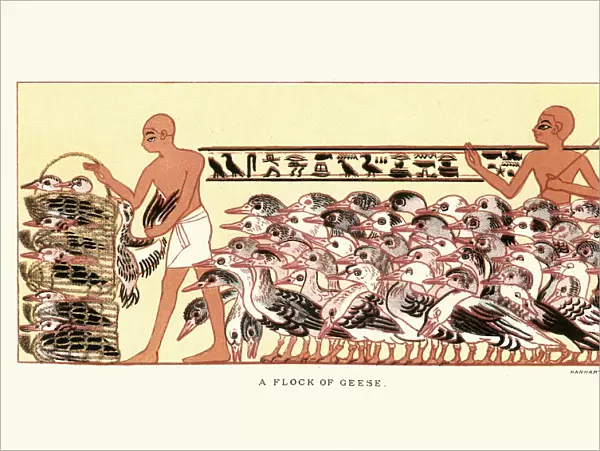 Ancient egyptian farmers herding a flock of geese
