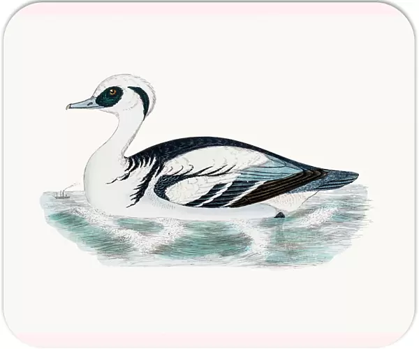 Smew Duck Waterfowl bird